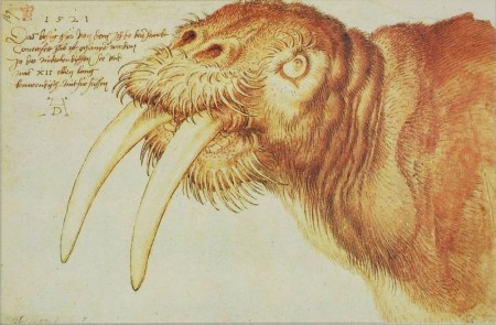 Голова моржа, 1521 