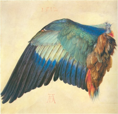 Крыло синебрюхой сизоворонки, 1512