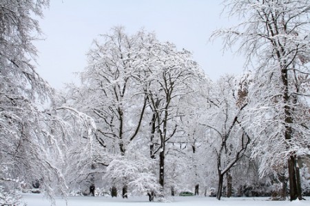 Январь в лесу