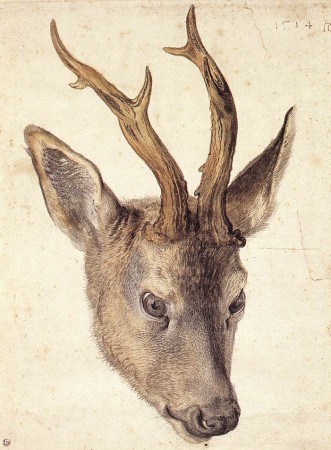 Голова оленя, 1503