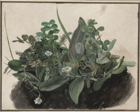 Маленький пучок травы, 1514