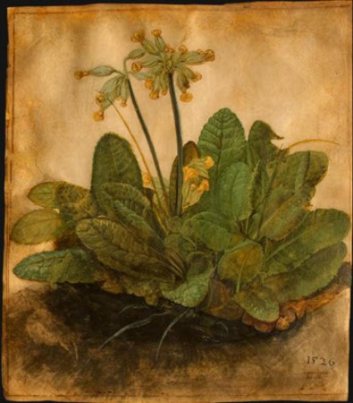 Первоцвет весенний, 1526